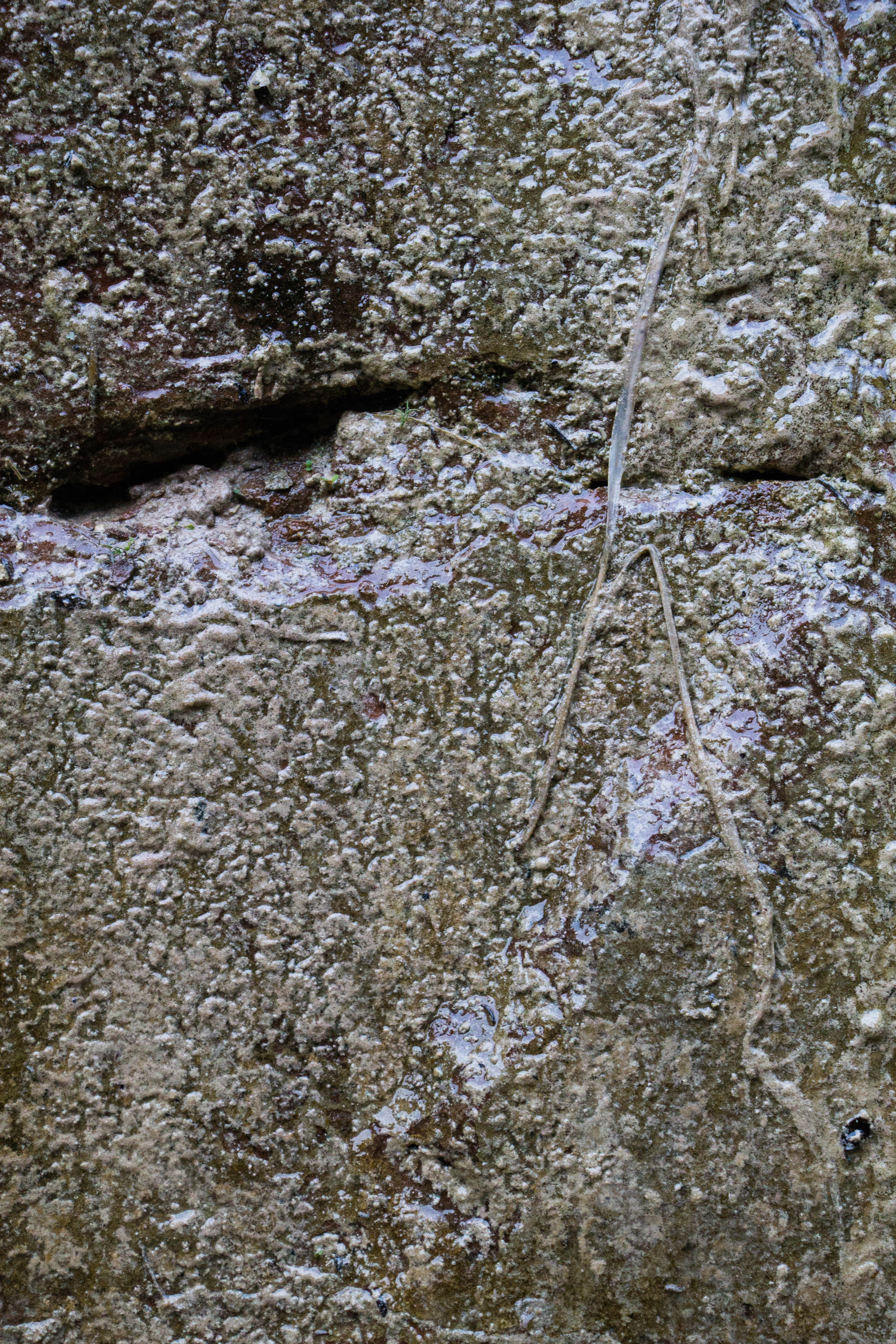 Rock Texture Wet Slime Ugly Grunge Dirty Cracked Wall Photo