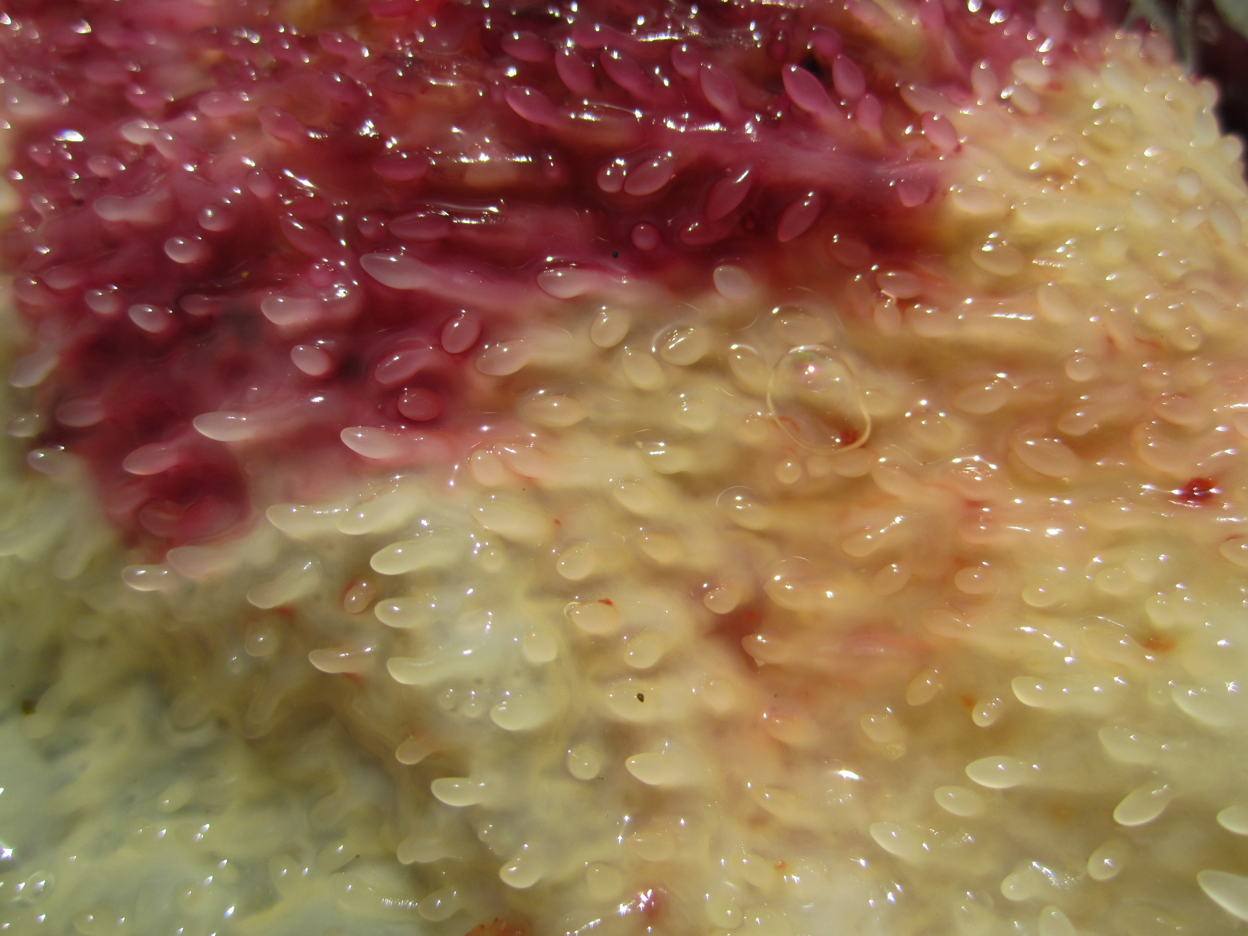 Sea Life Texture Stock Photo Image Organic Plant Ocean Slimey Red White Background