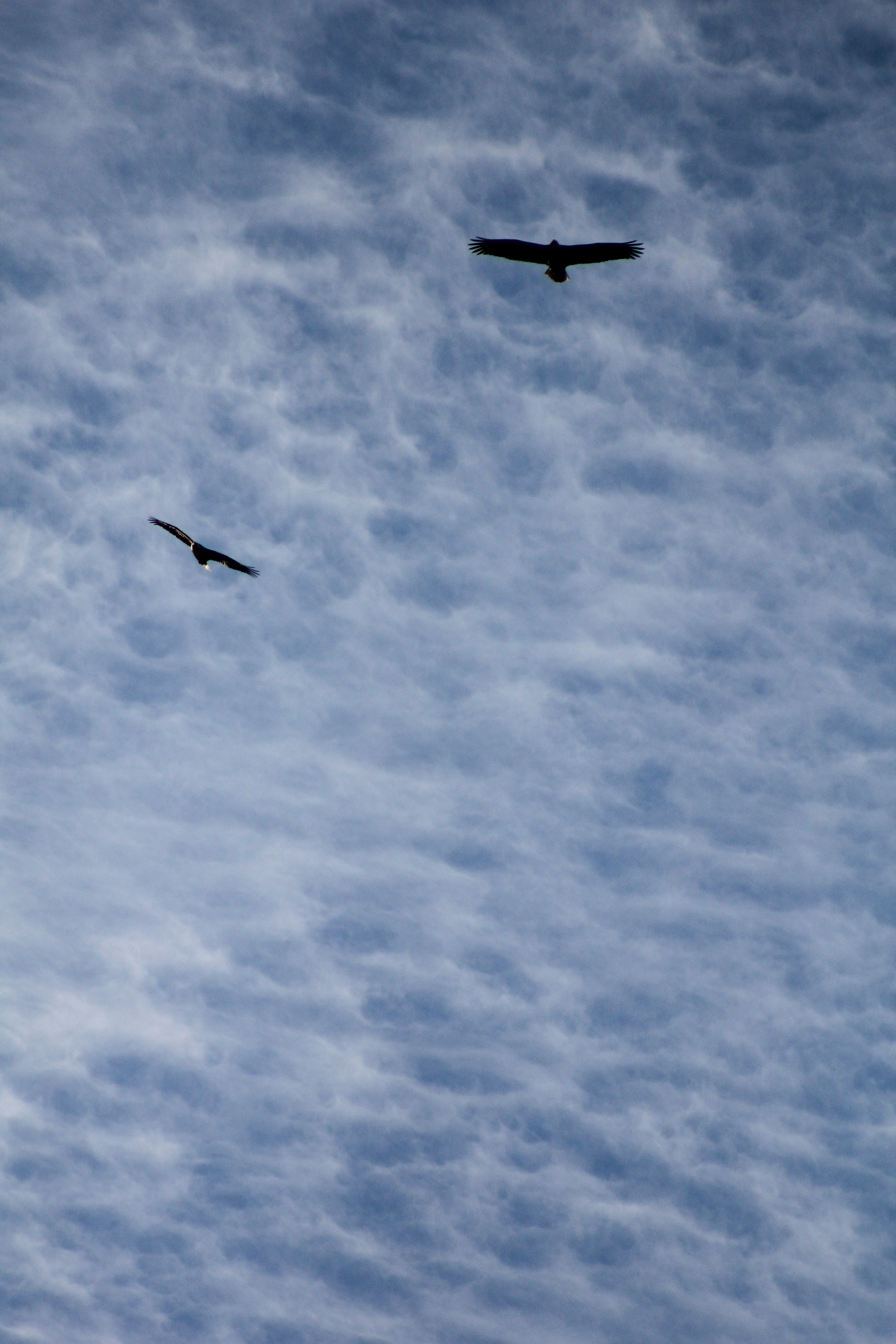 Sky Texture Bald Eagle Silhouette Ribbon Clouds White Blue Stock Photo