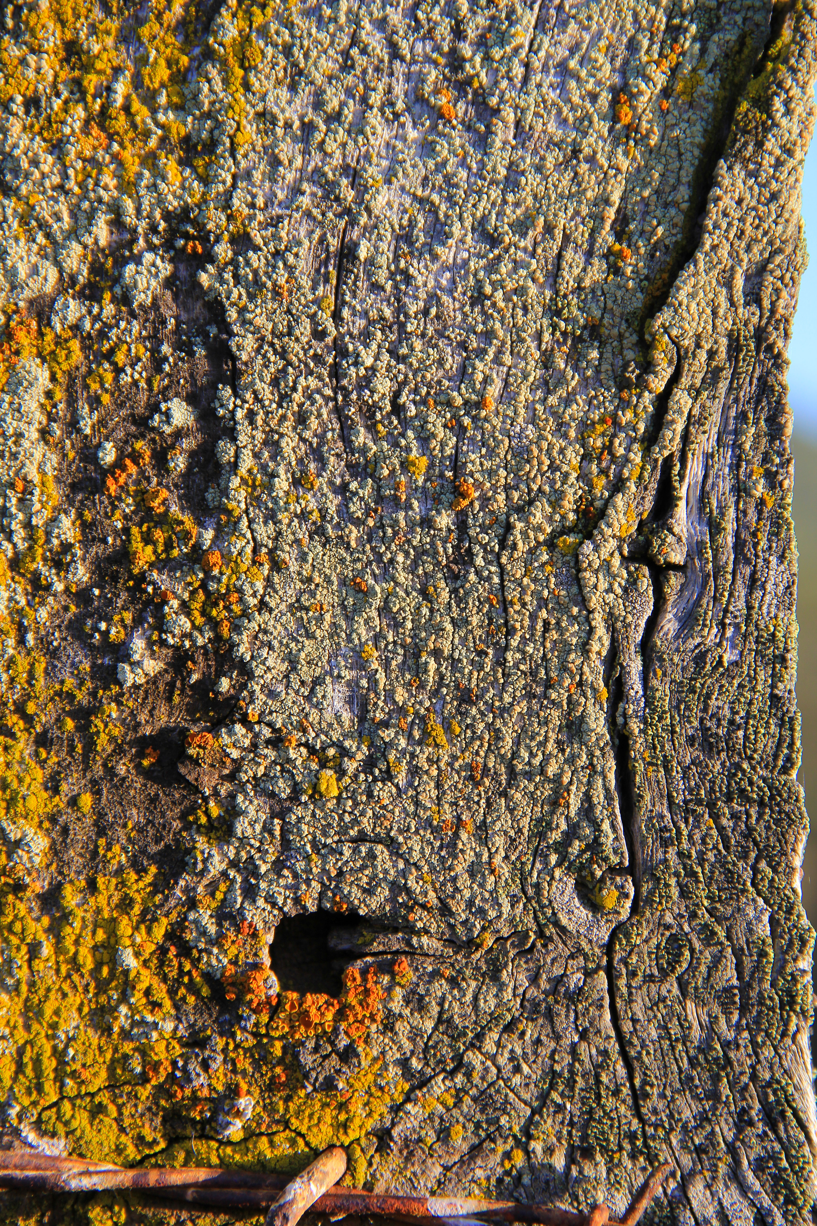 Texturex Lichen Moss Algea Wood Wodden Post Overgrown Color Life City Texture