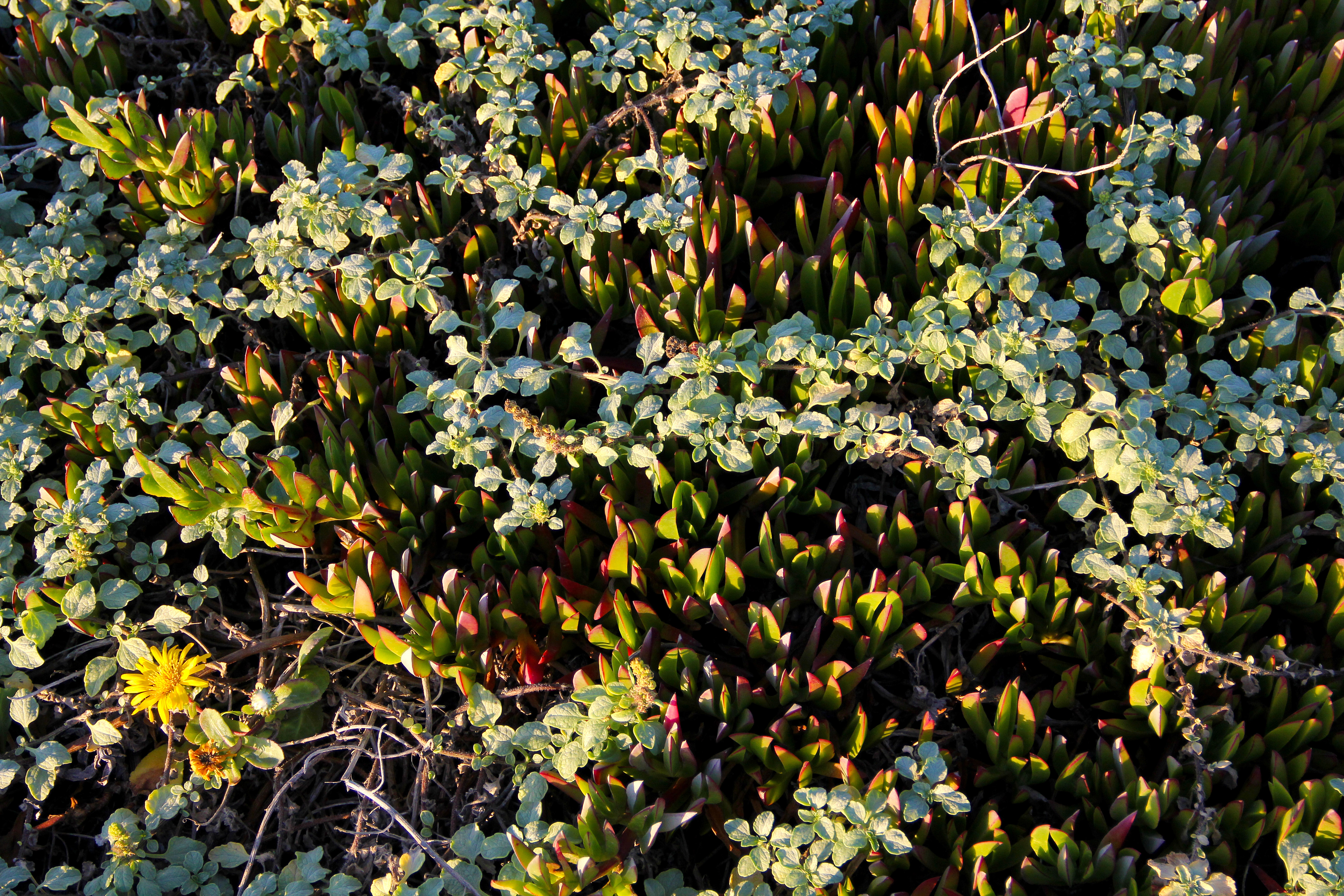 Texturex Natural Vine Sand Dune Plant Life Flower City Texture