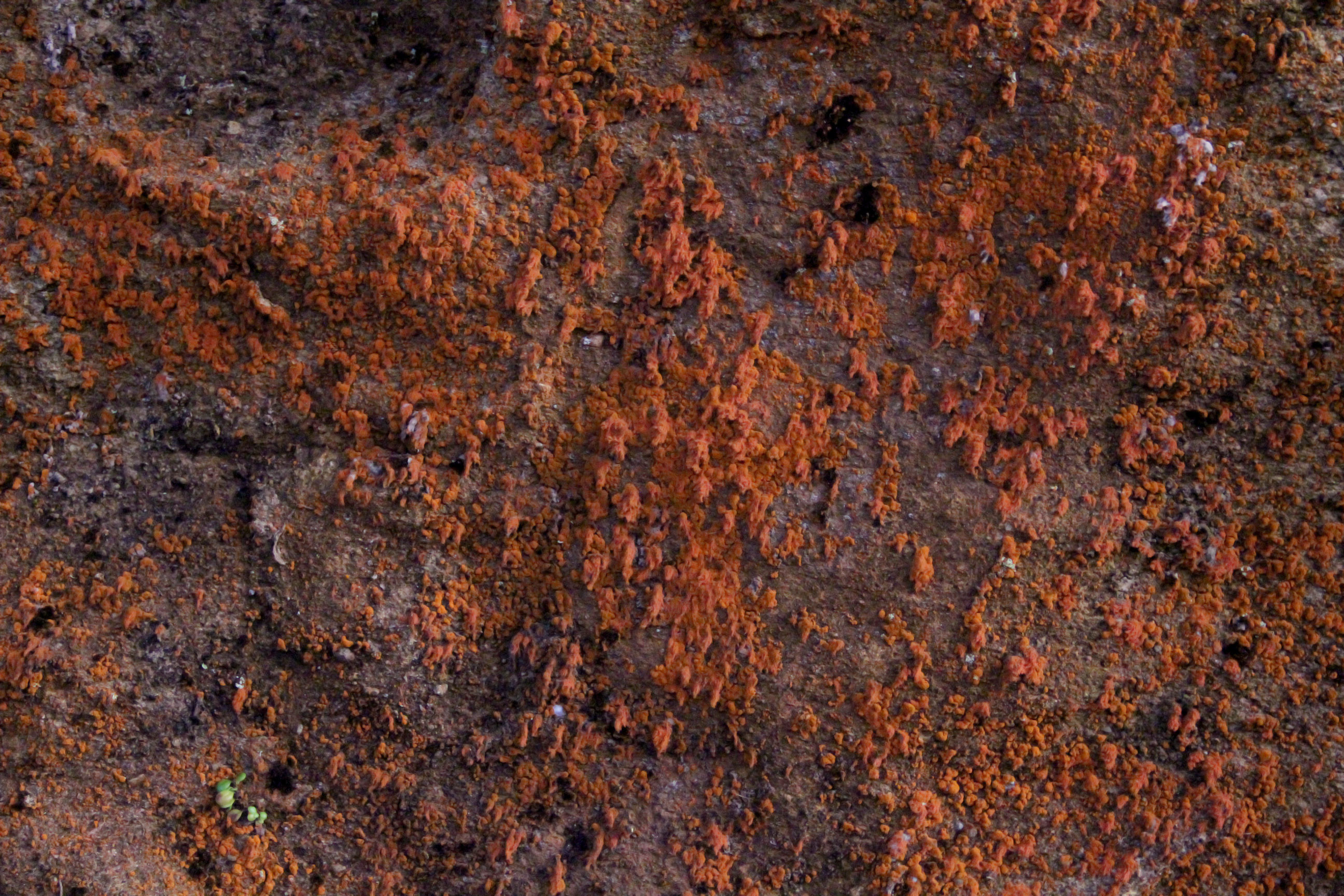 Texturex Red Lichen Orange Growth Rock Moss Xity Texture