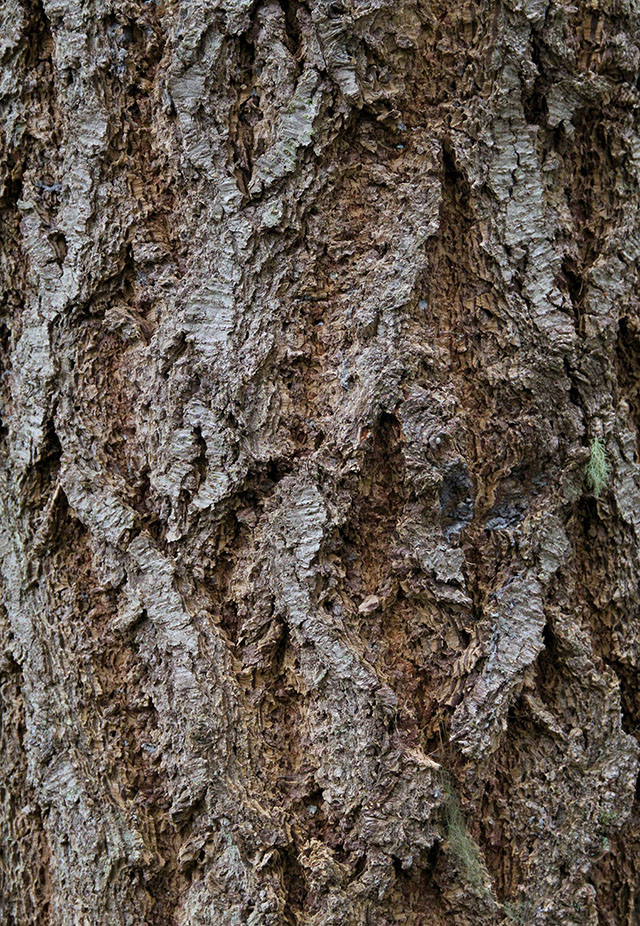 Wood Texture Bark Douglas Fir Photo Rough Image