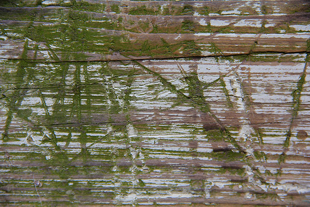 Wood Texture Beach Green Scratch Cut Grain Ripple Texture