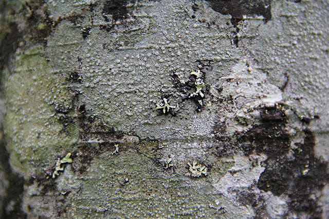 Wood Texture Camoflauge Red Alder Bark Camo Alnus Rubra Photo