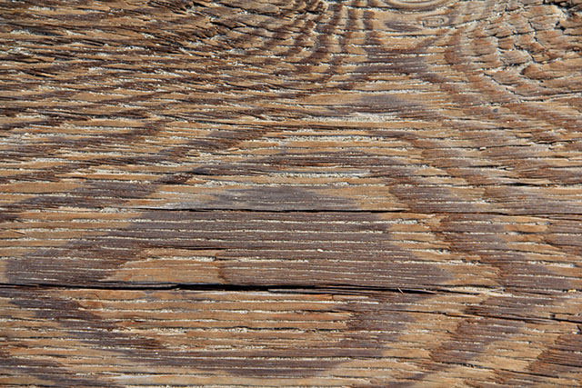 Wood Texture Maple Wood Plank Stock Photo Floor Photo