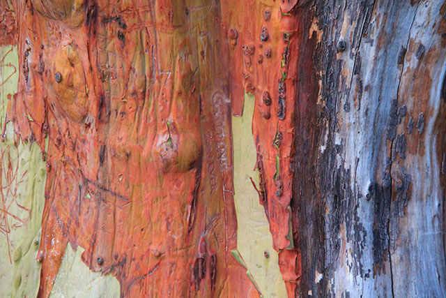 Wood Texture Pacific Madrone Bark Peel Arbor Red Menziesii Madrona Photo