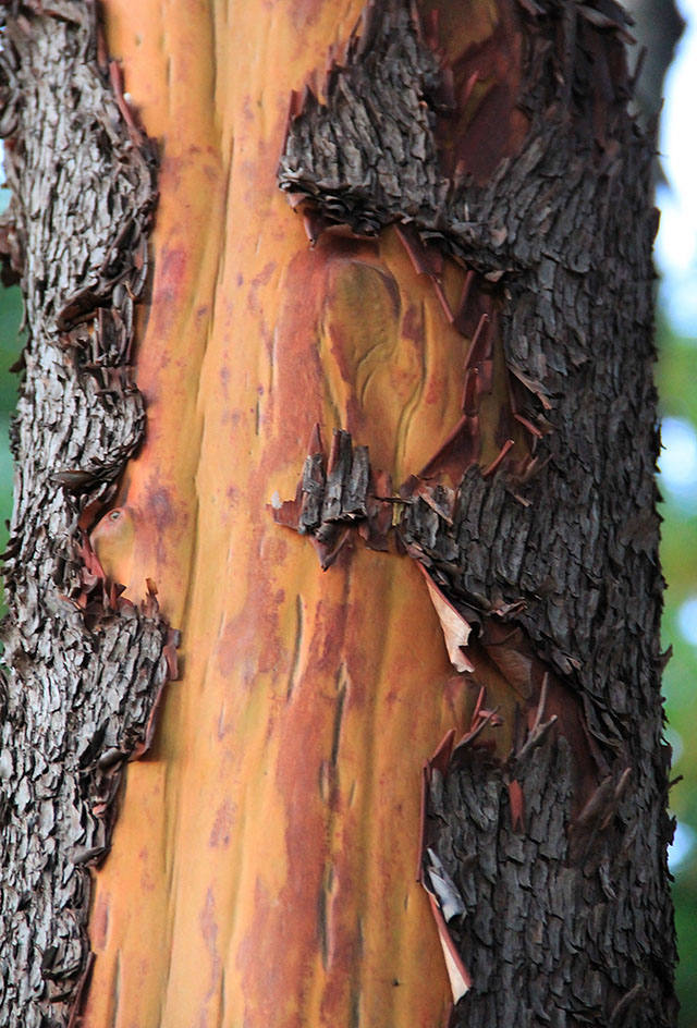 Wood Texture Pacific Madrone Bark Red Arbutus Menziesii Madrona Stock Image