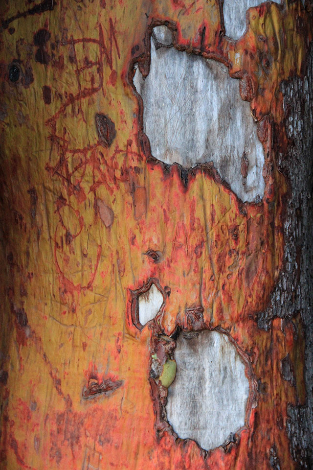 Wood Texture Pacific Madrone Grunge Bark Arbutus Madrona Texture
