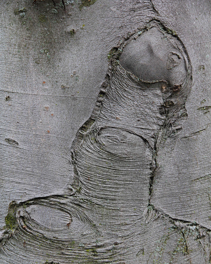 Wood Texture Penis Woody Tree Bark Phallic Beige Tan