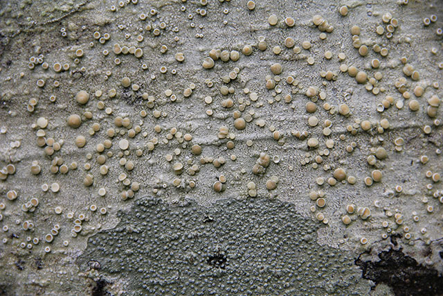 Wood Texture Red Alder Bark Bump Alien Landscape Stock Photo