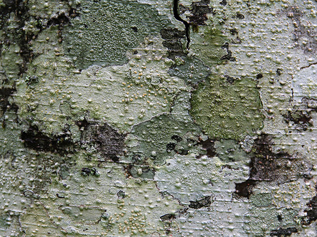 Wood Texture Red Alder Bark Camo Green Stock Image