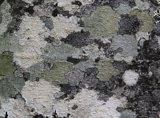 Wood Texture Red Alder Bark Camoflauge Natural Stock Photo