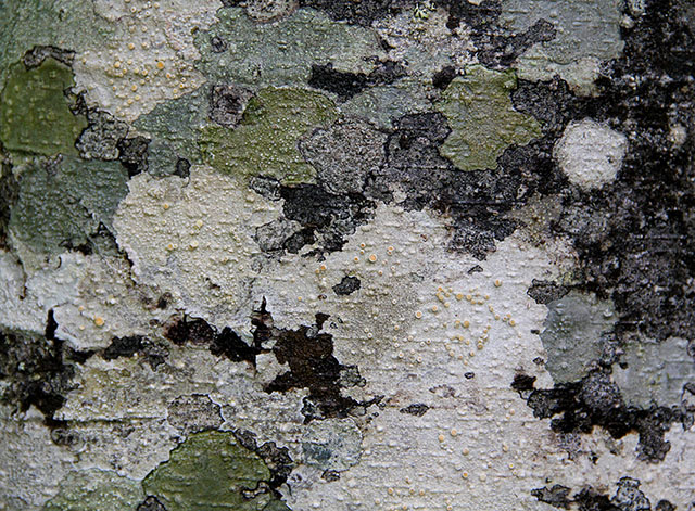 Wood Texture Red Alder Bark Natural Camoflauge Stock Photo