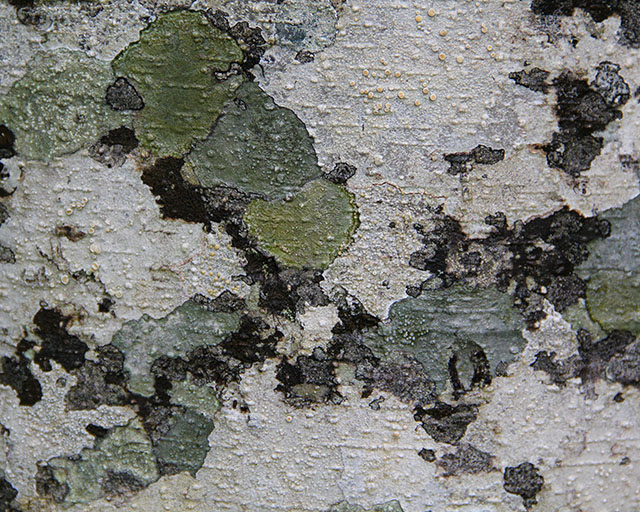 Wood Texture Red Alder Wood Bark Alnus Rubra Stock Photo