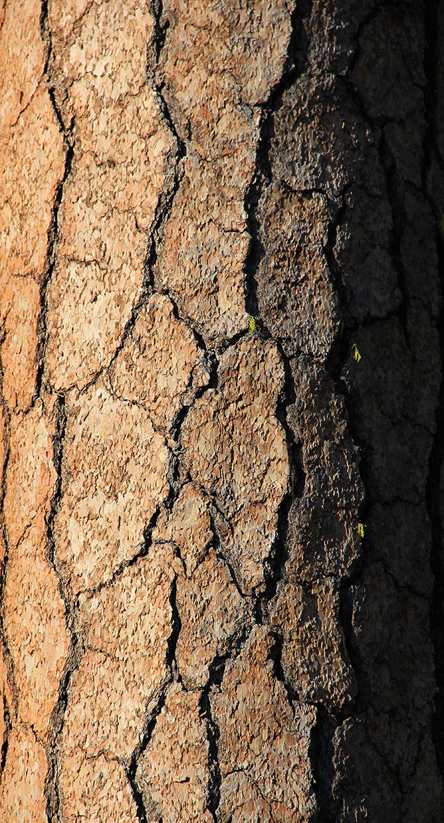 Wood Texture Red Wood Bark Growth Large Bark Rough California Photo