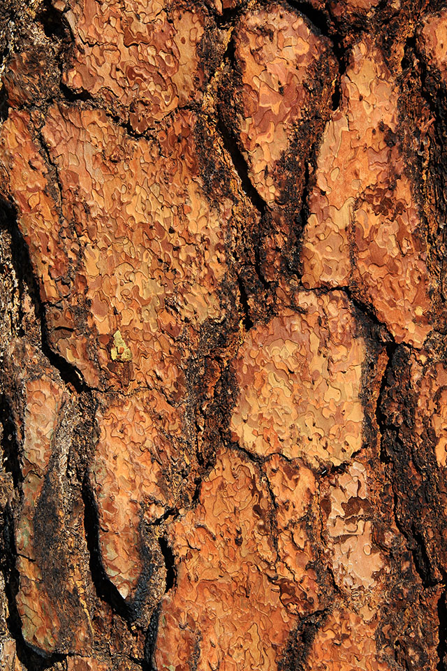 Wood Texture Red Wood Bark Large Section Macro Detail Close Up Crust Photo