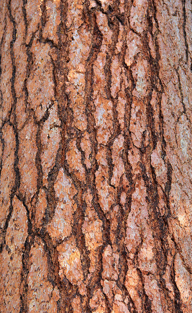 Wood Texture Tree Bark Large Red Wood Pieces Wooden Stock Photo