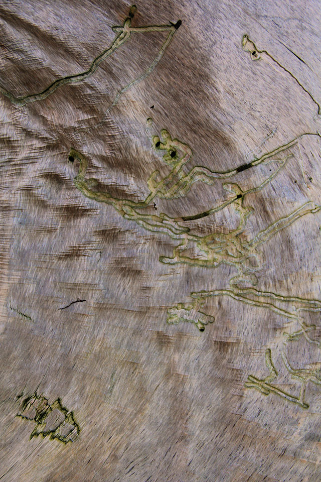 Wood Texture Worm Wood Waves Grain Light Natural Woody Photo