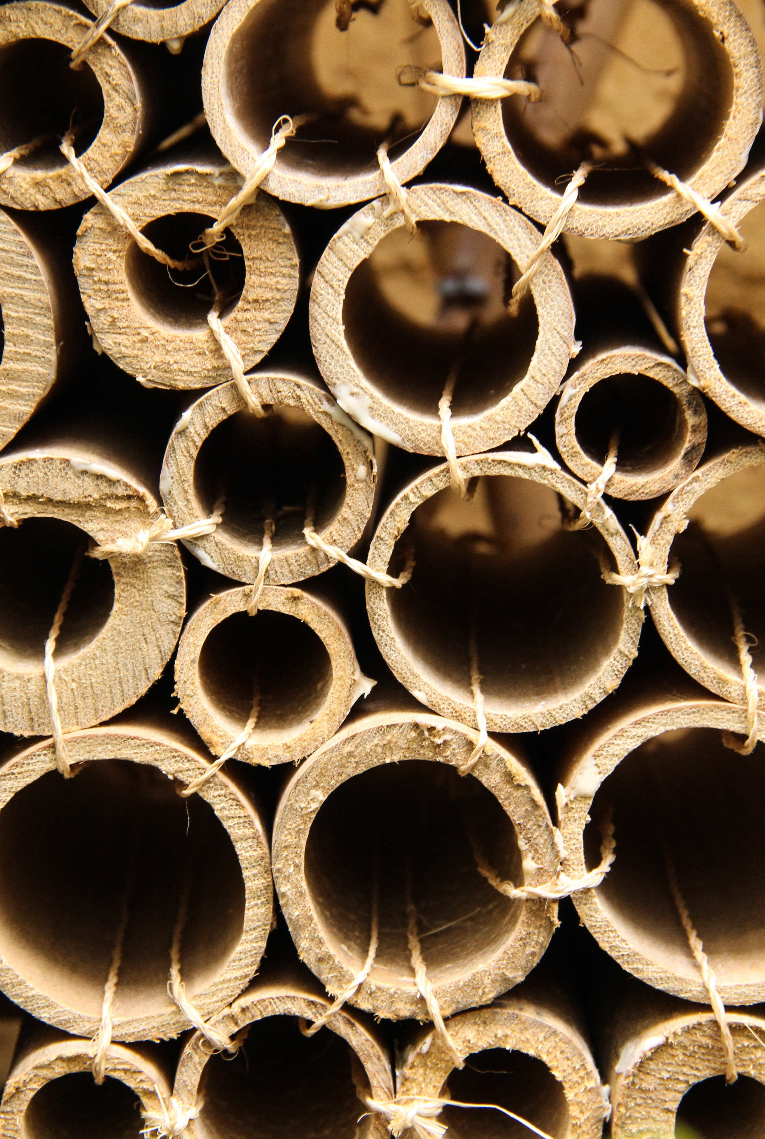 Wood Tube Texture Natural Bamboo Holes Circle Design