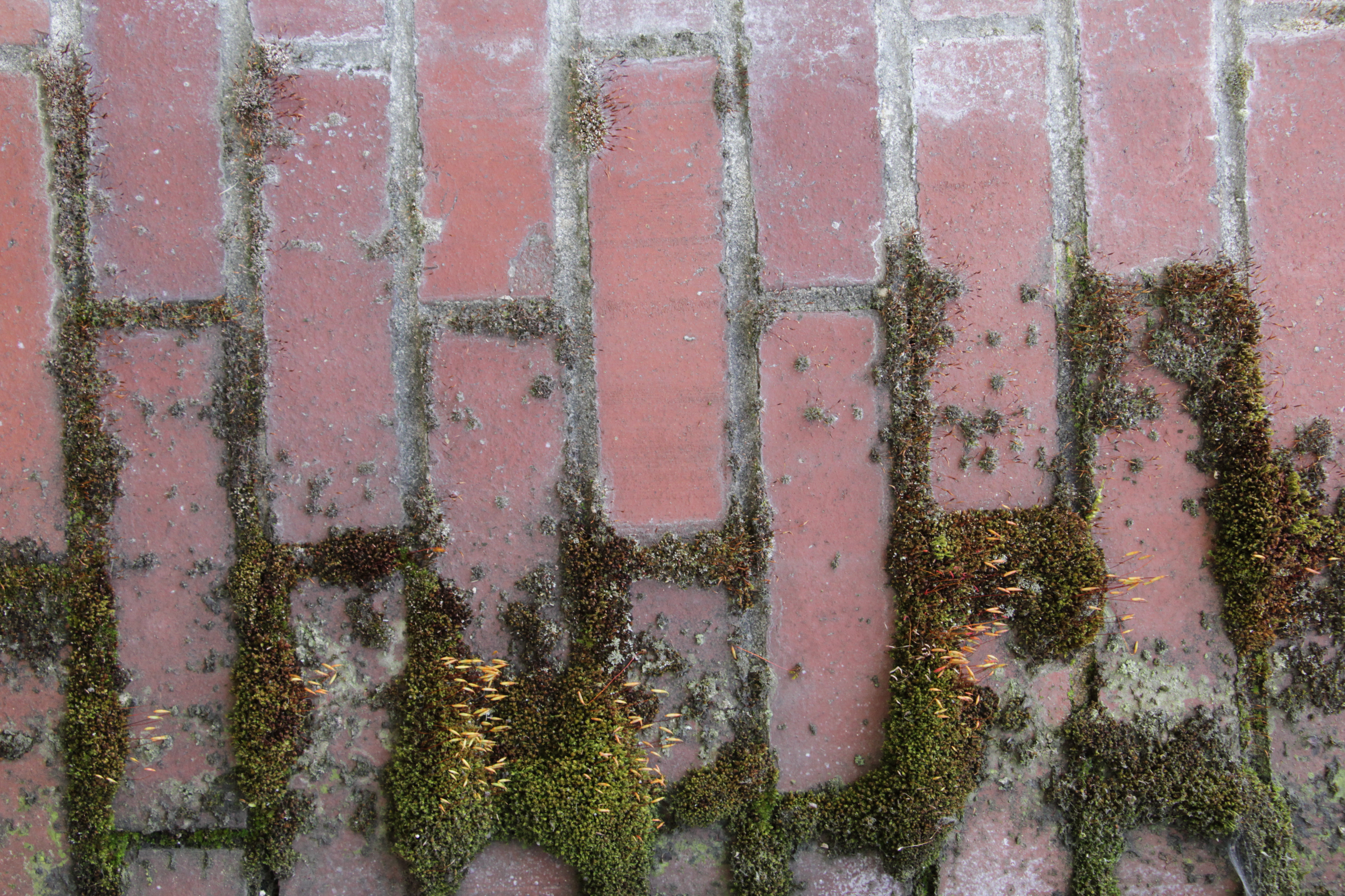 Brick With Algae Growth On Wall