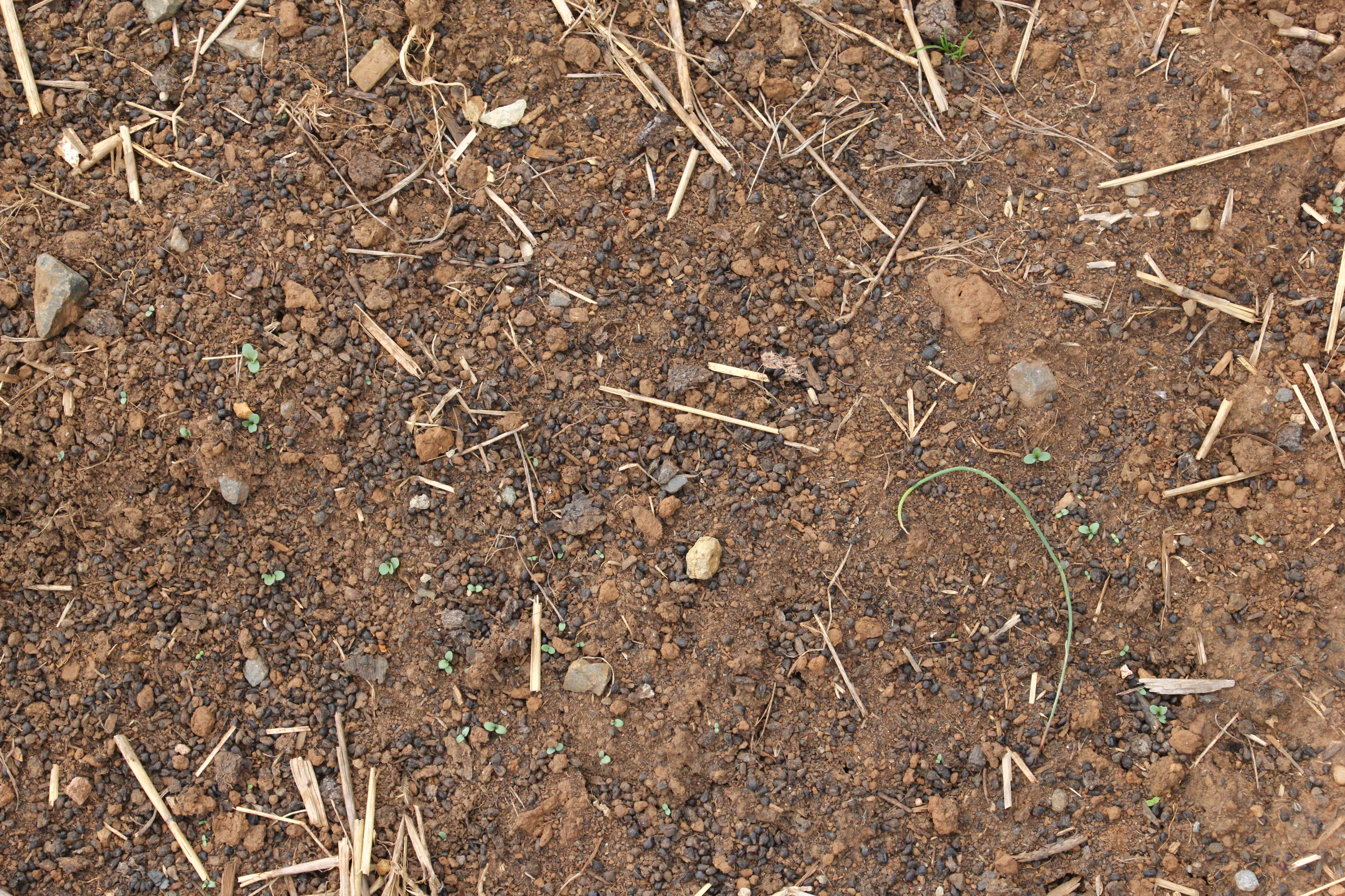 Ground Brown Dirt With Tree Branches