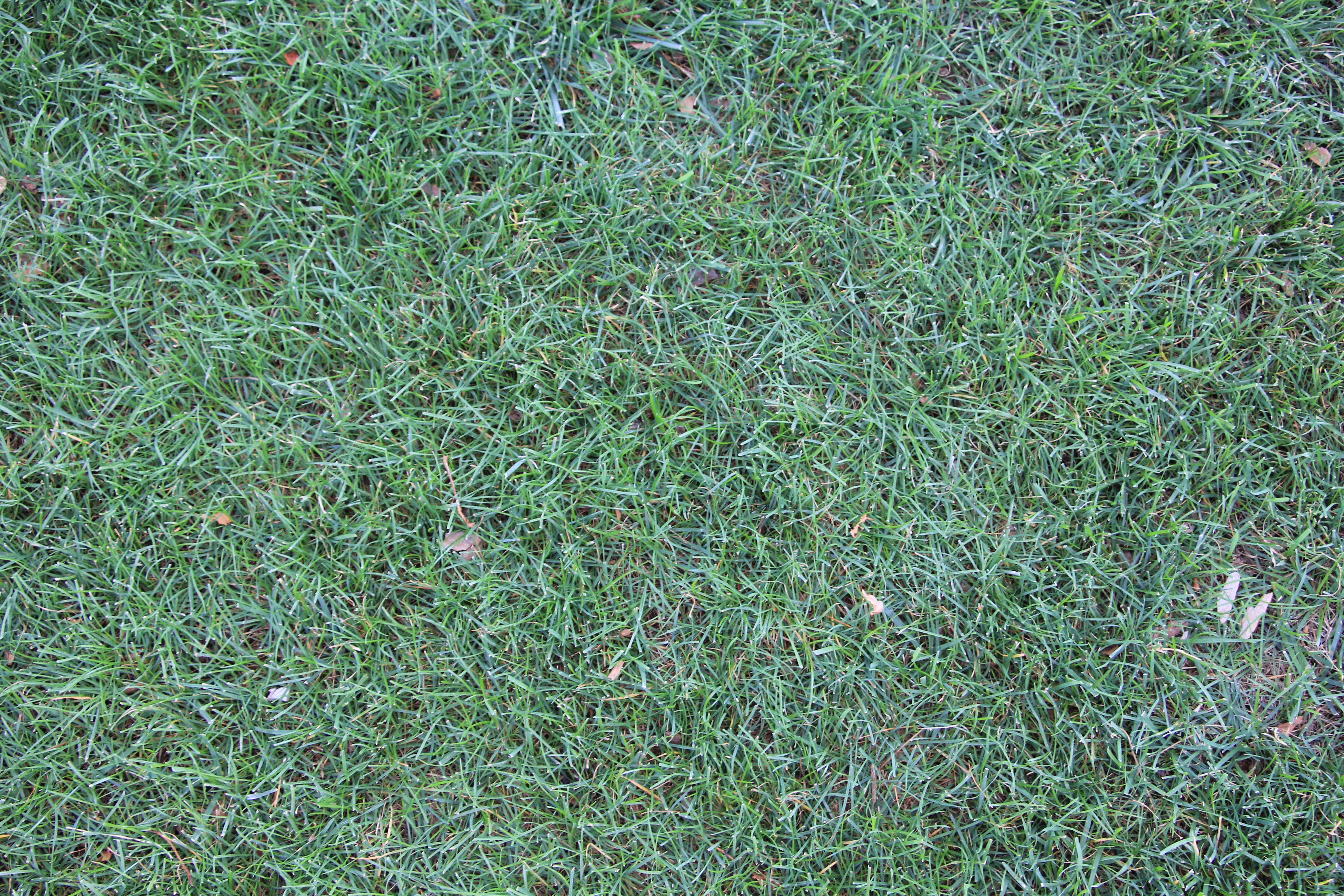 Ground Grass Texture Fresh