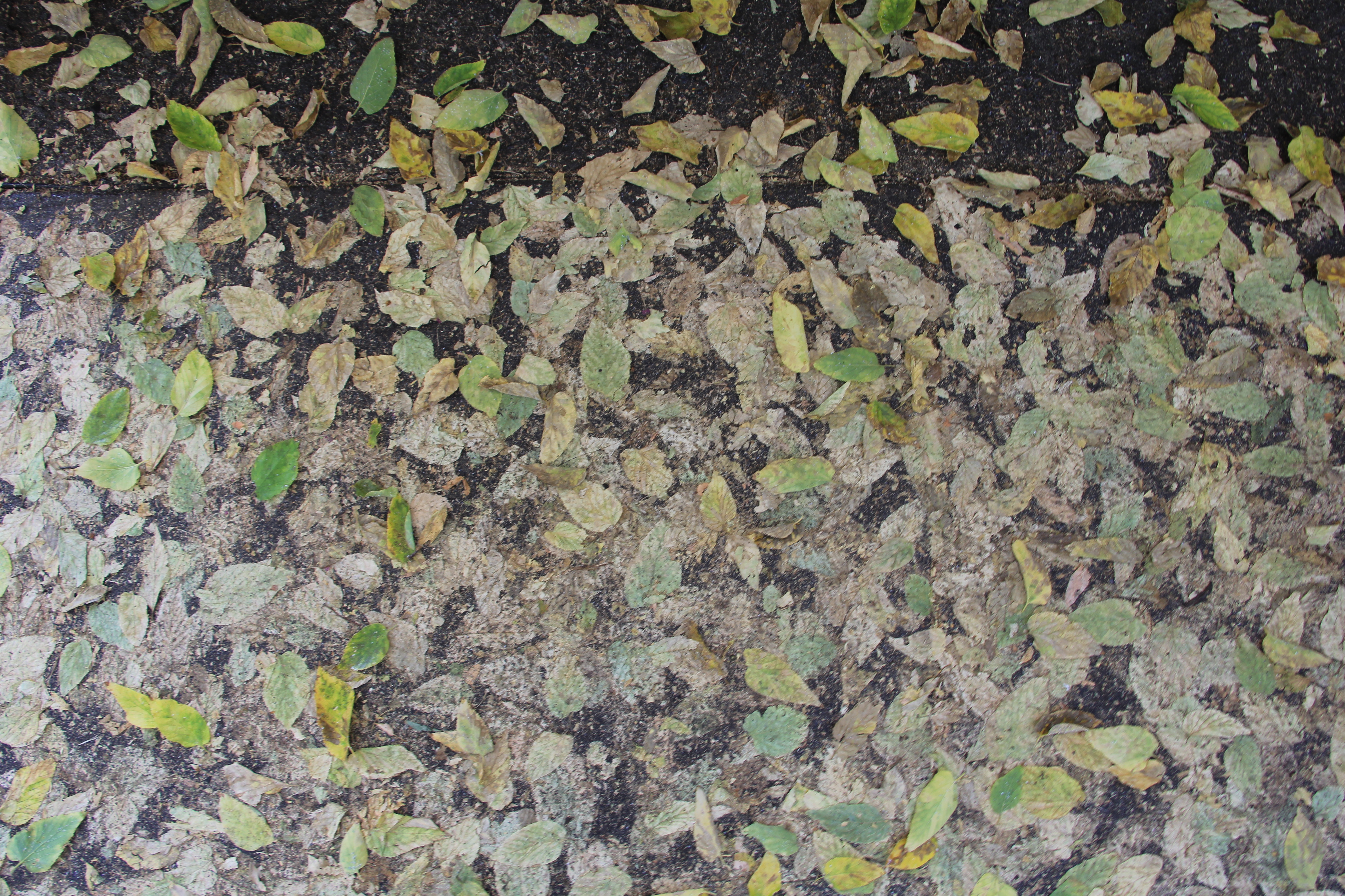 Ground Leaves Covering Black Underlayment