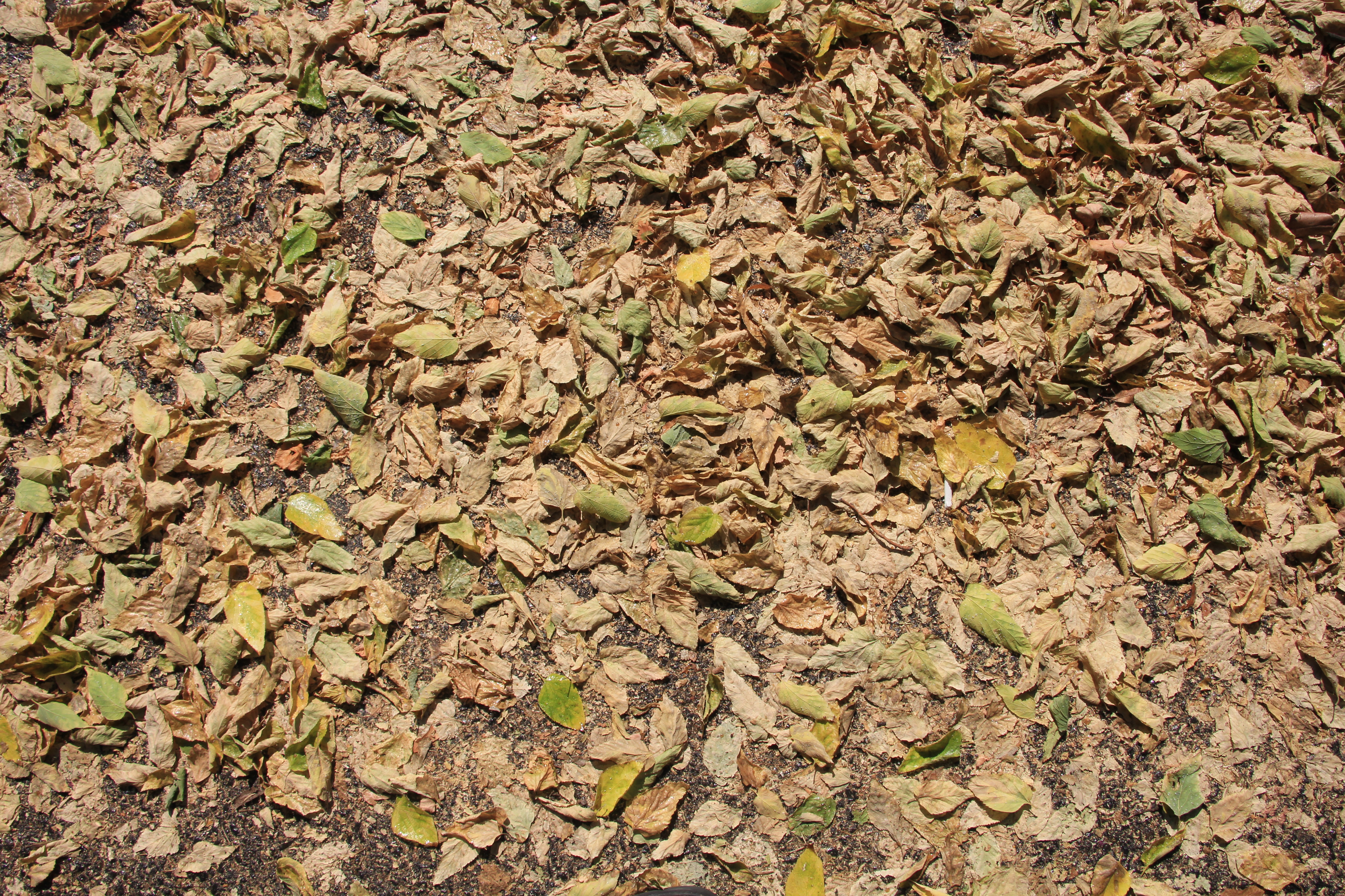 Ground Leaves Everywhere Covering Dirt