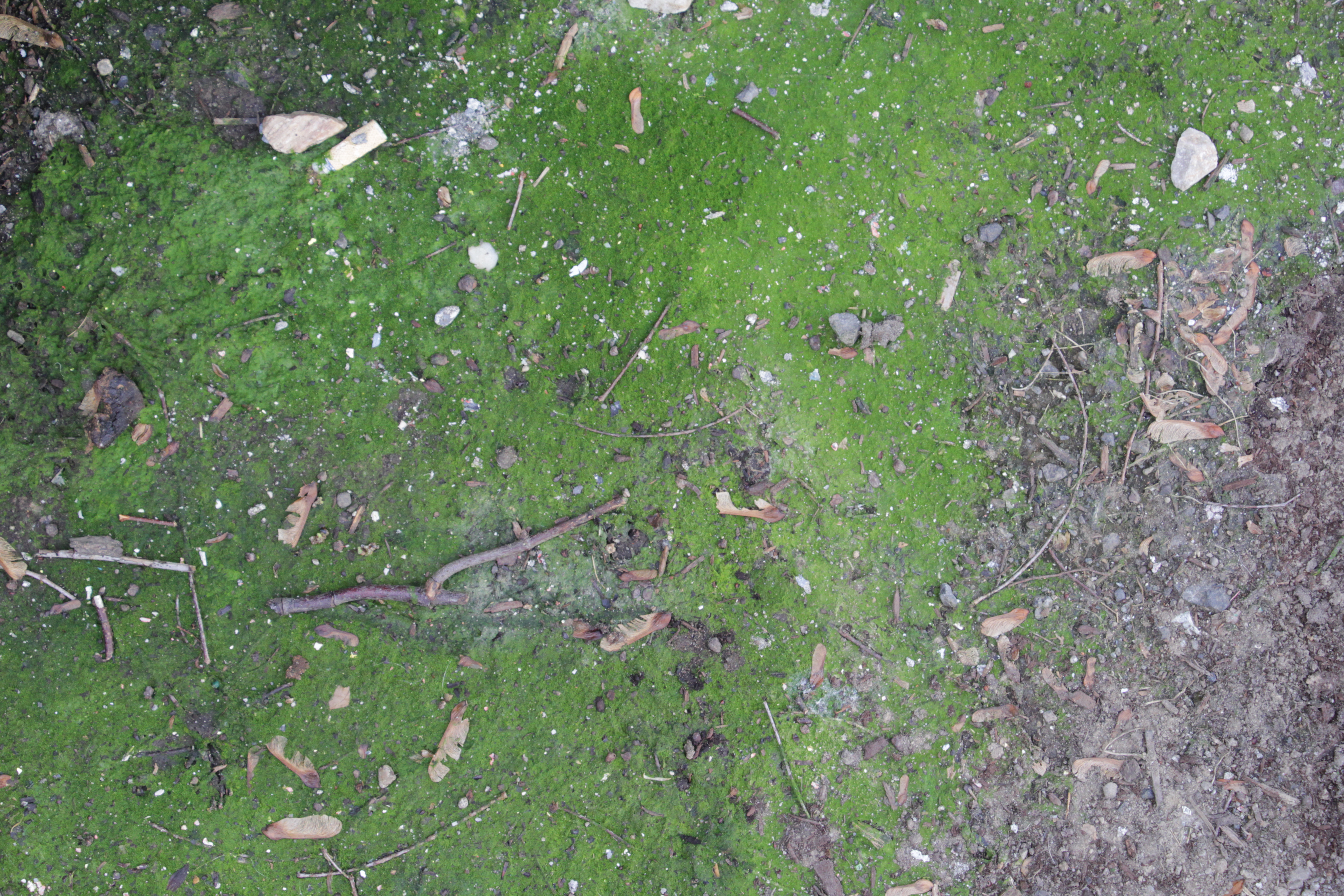 Ground Outside Dirt Grunge Algae Growth