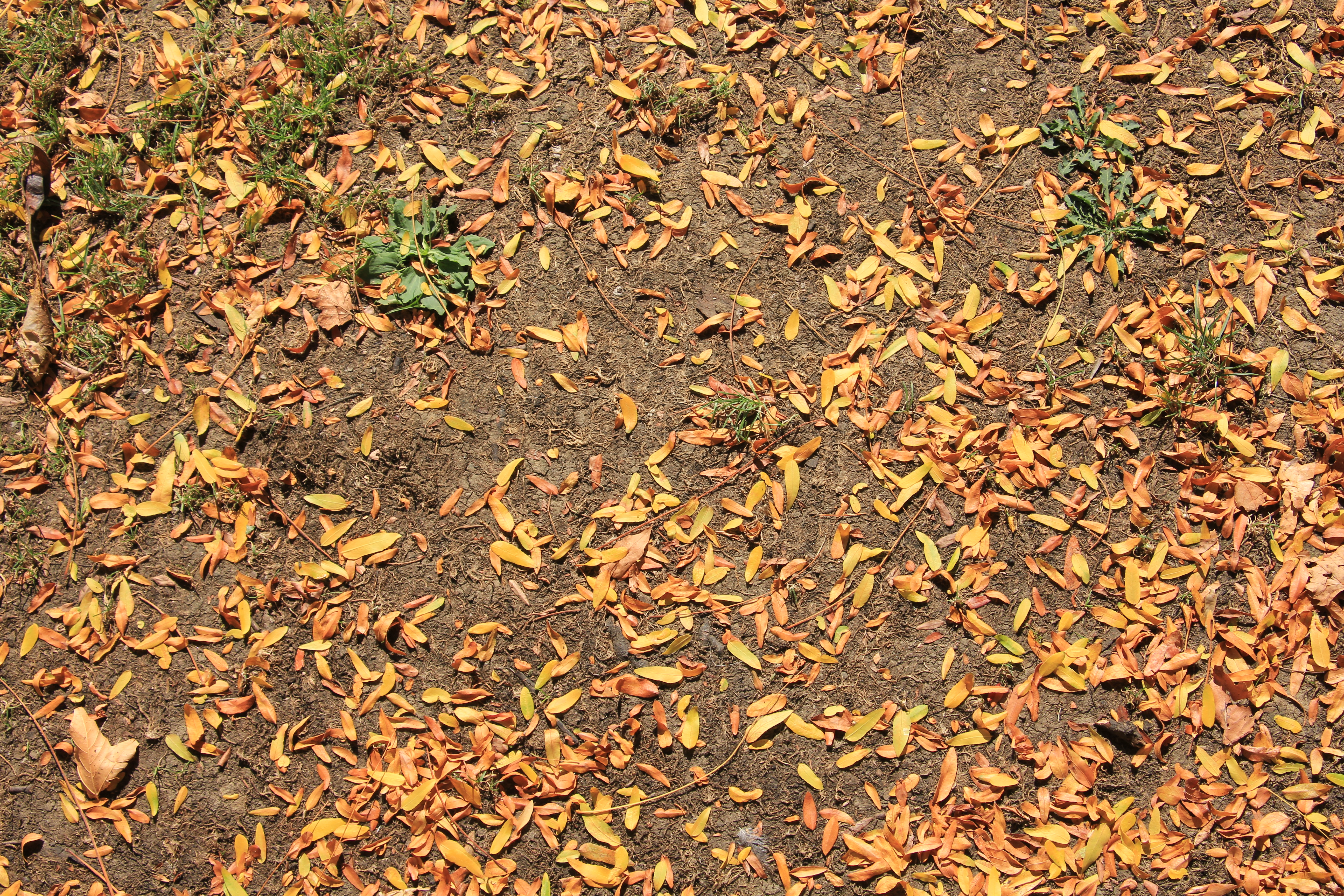 Ground Outside Dirt With Orange Leaves