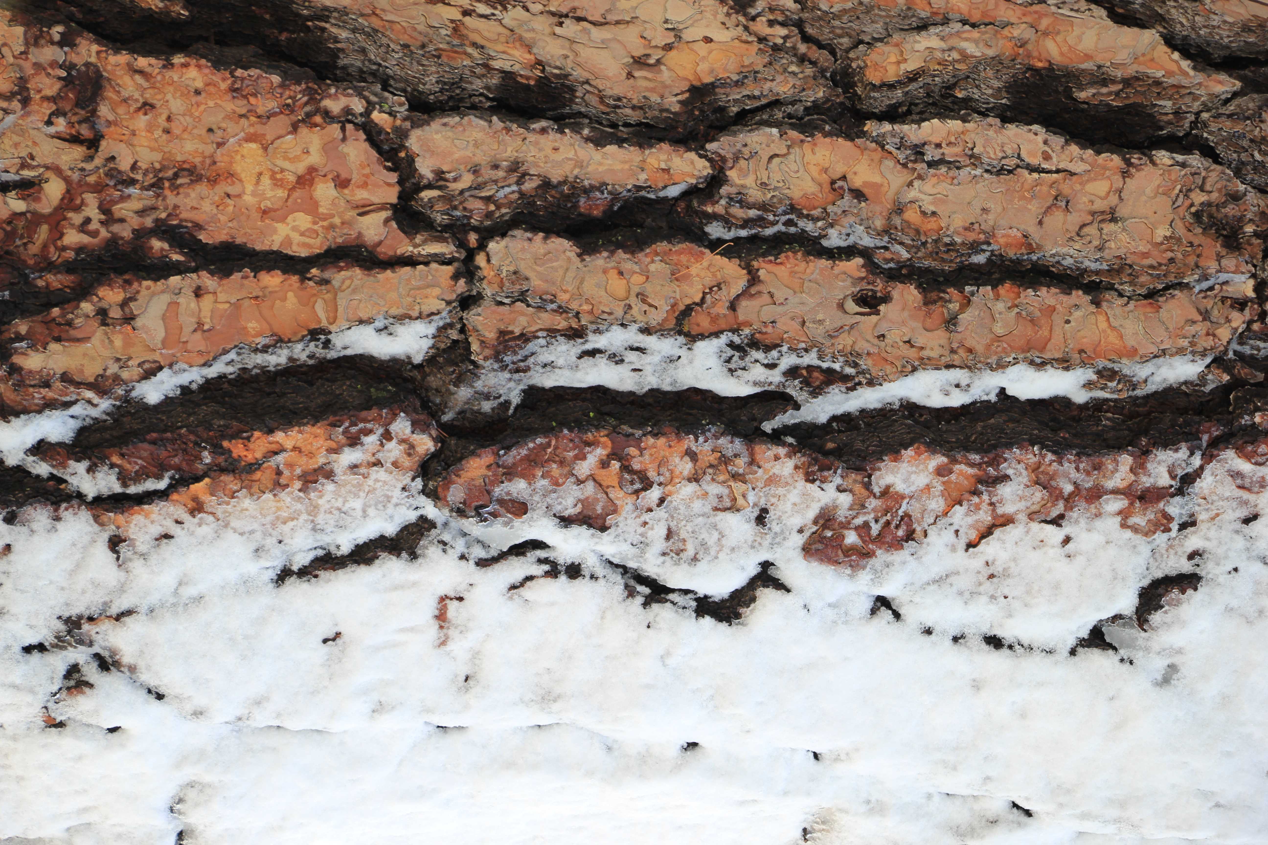 Wood Texture Old Broken Down Tree Slither