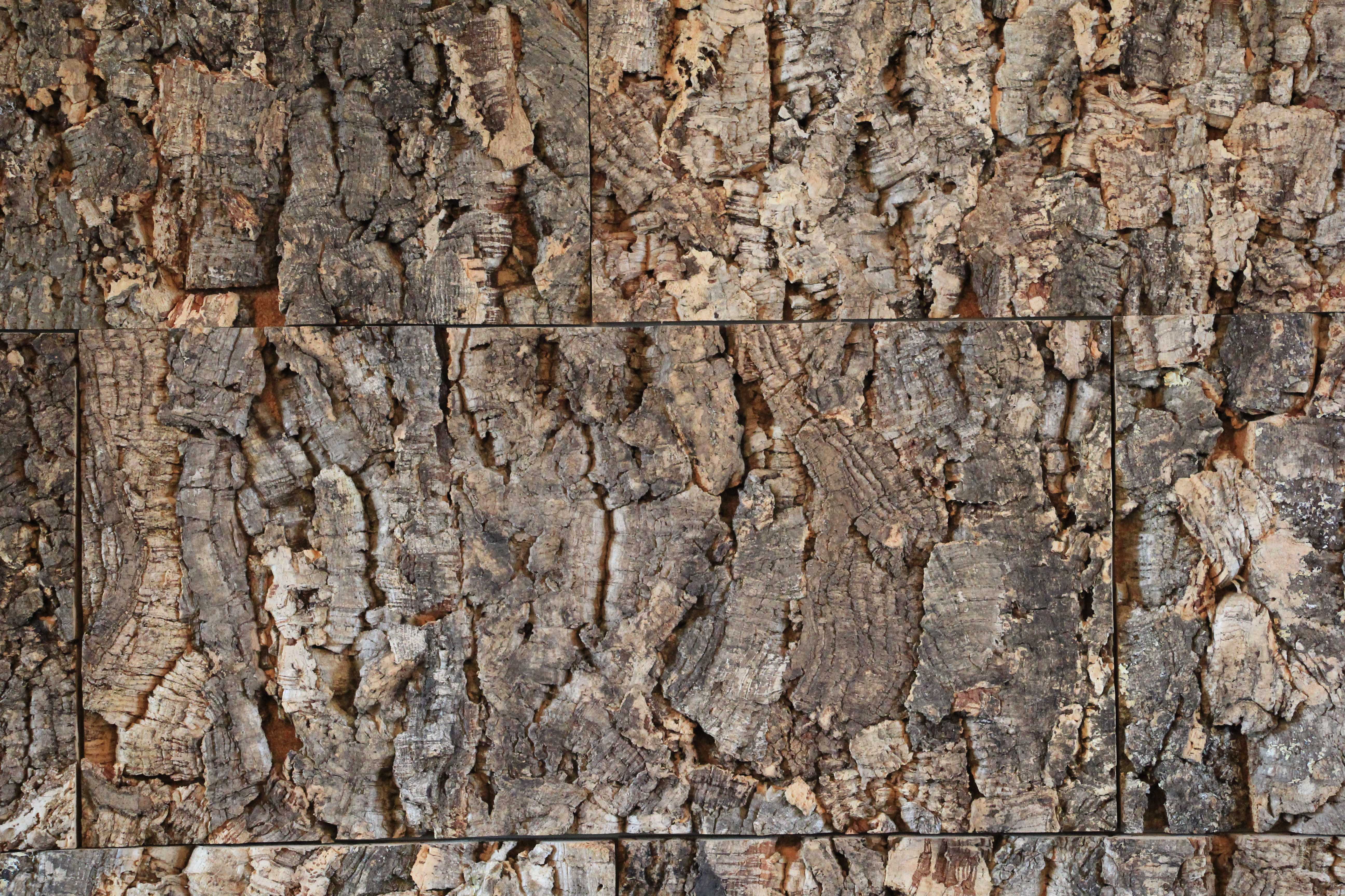 Wood Texture Tree Trunck Zoom In Composite Age