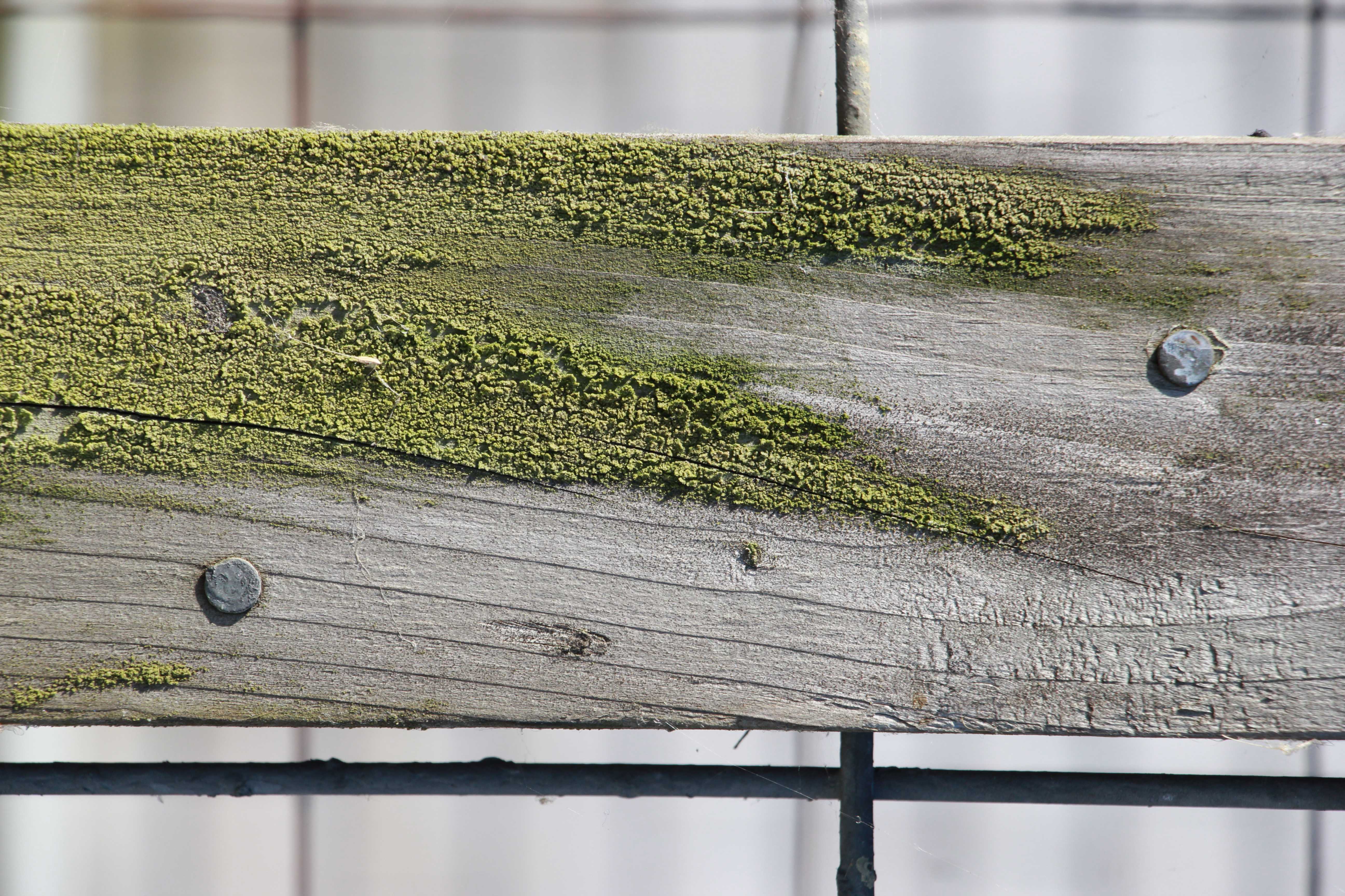 Wood Texture With Algae Pure Natural